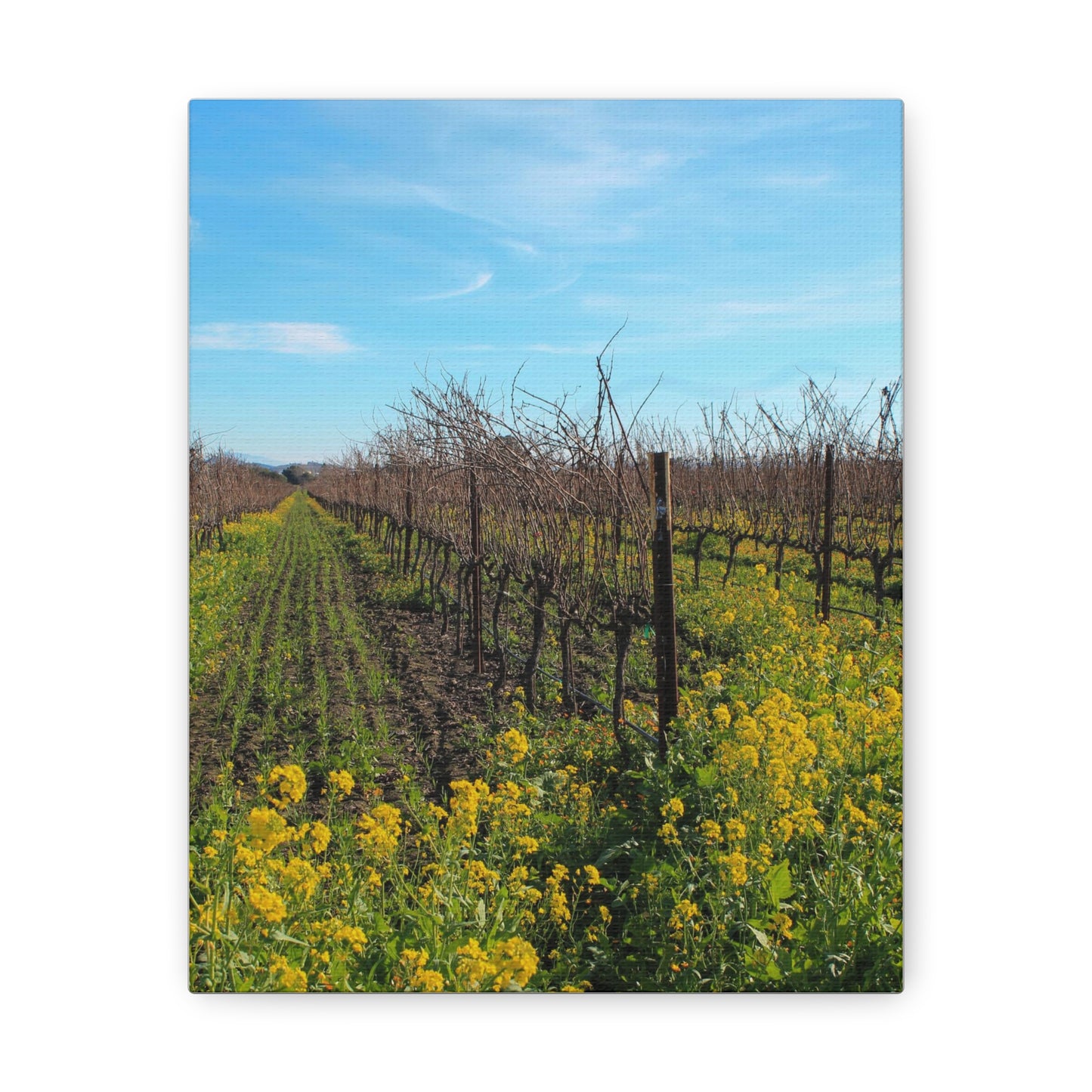 Mustard in the Vineyard Canvas