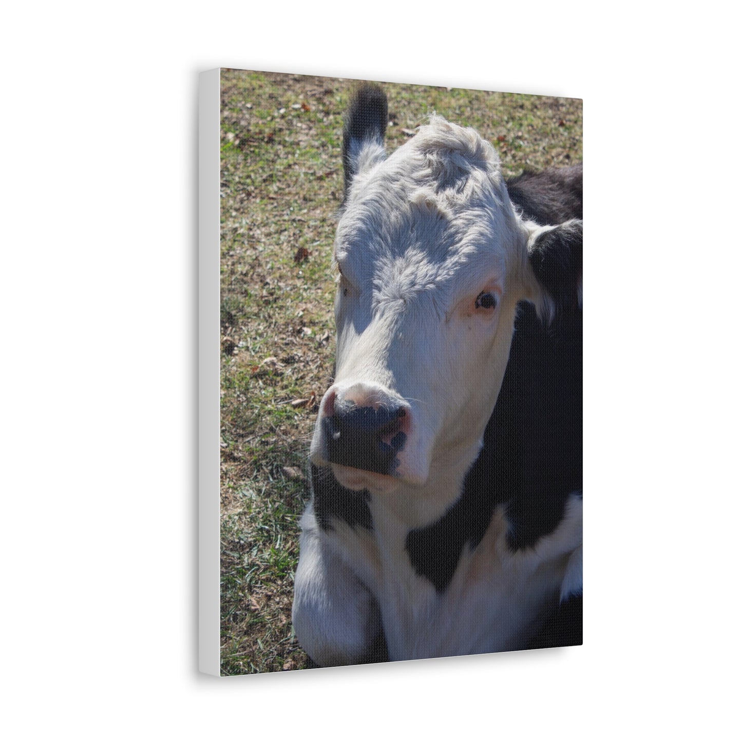 Resting Cow Canvas
