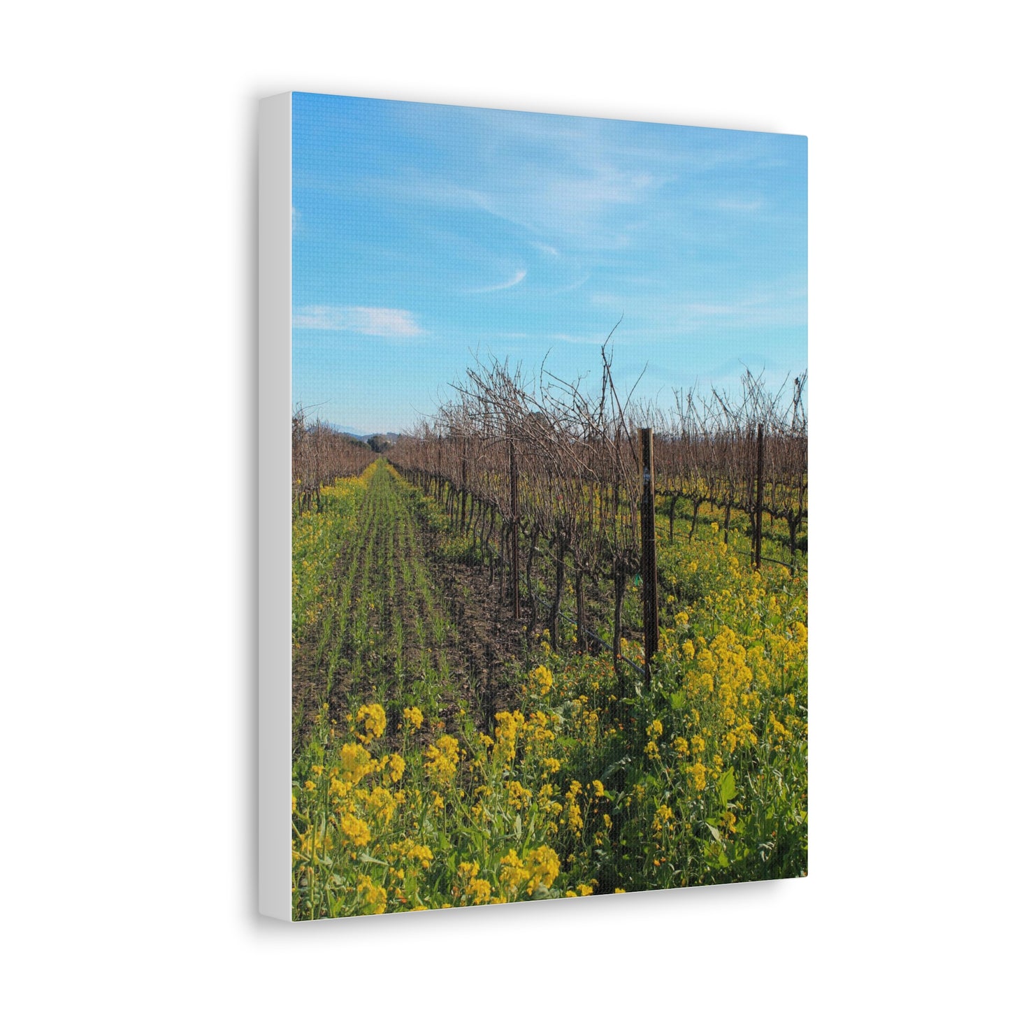 Mustard in the Vineyard Canvas