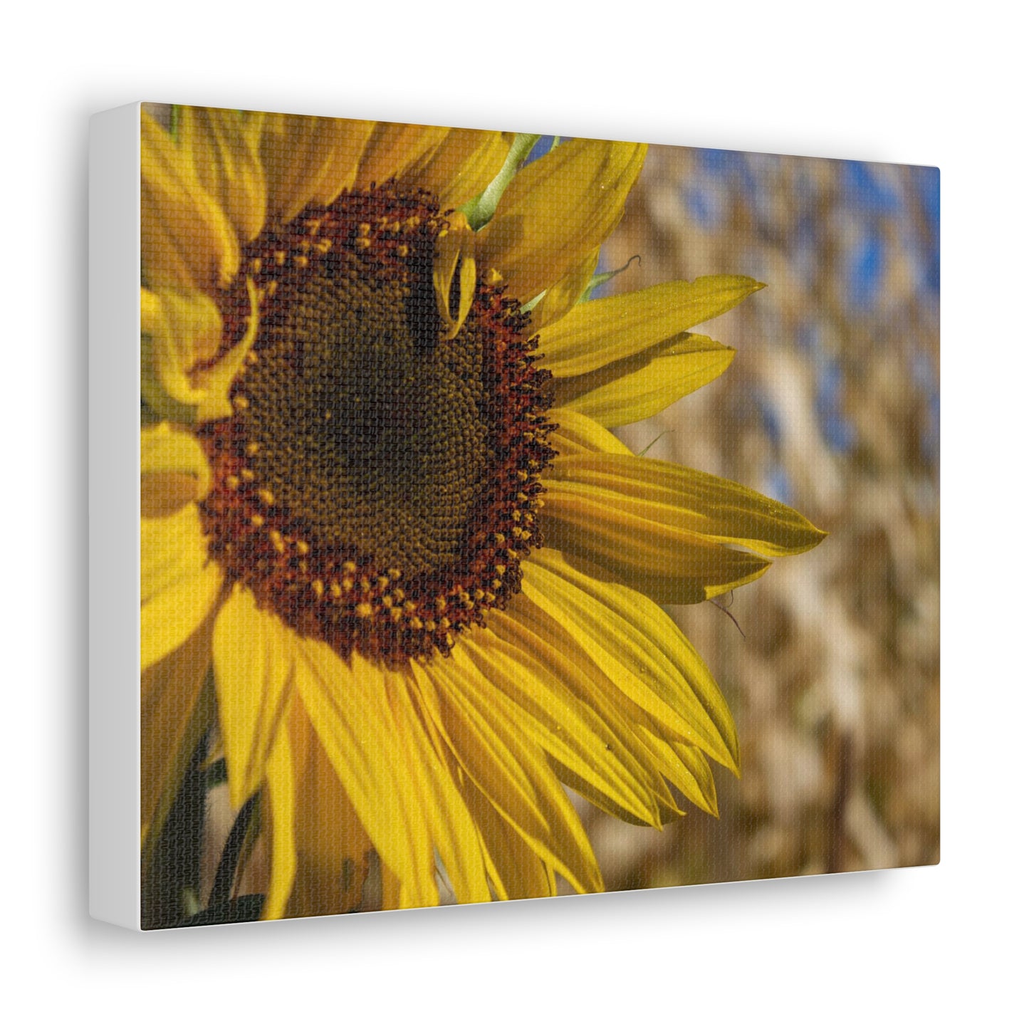 Sunflower Canvas