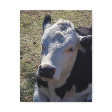 Load image into Gallery viewer, Resting Cow Canvas
