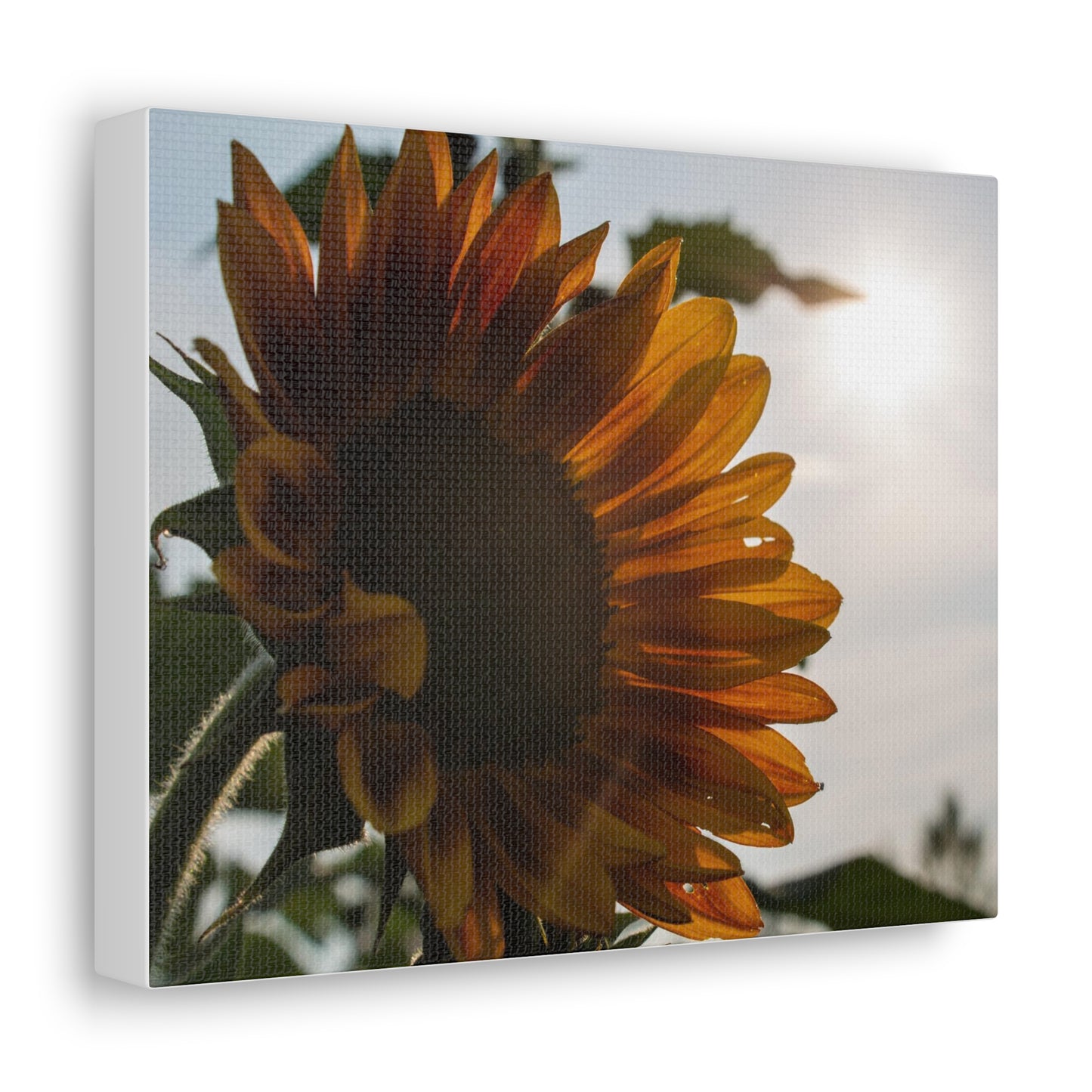 Orange Sunflower Canvas