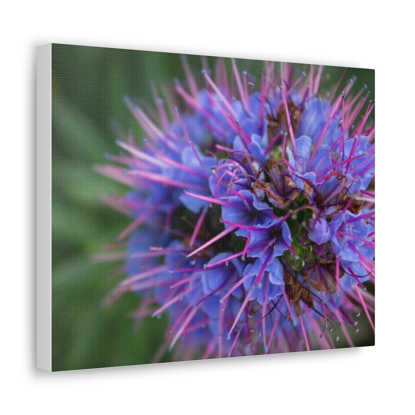 Purple Pride of Madeira Canvas