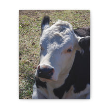 Load image into Gallery viewer, Resting Cow Canvas
