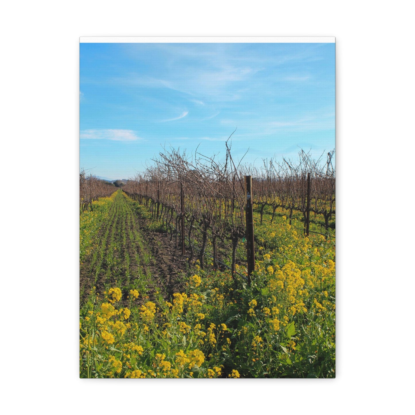 Mustard in the Vineyard Canvas