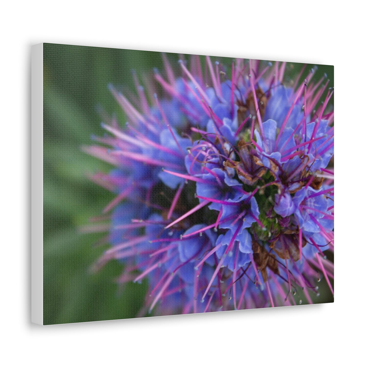 Purple Pride of Madeira Canvas