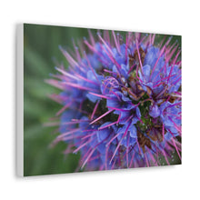 Load image into Gallery viewer, Purple Pride of Madeira Canvas
