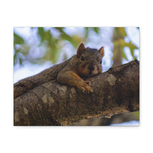 Load image into Gallery viewer, Squirrel Canvas

