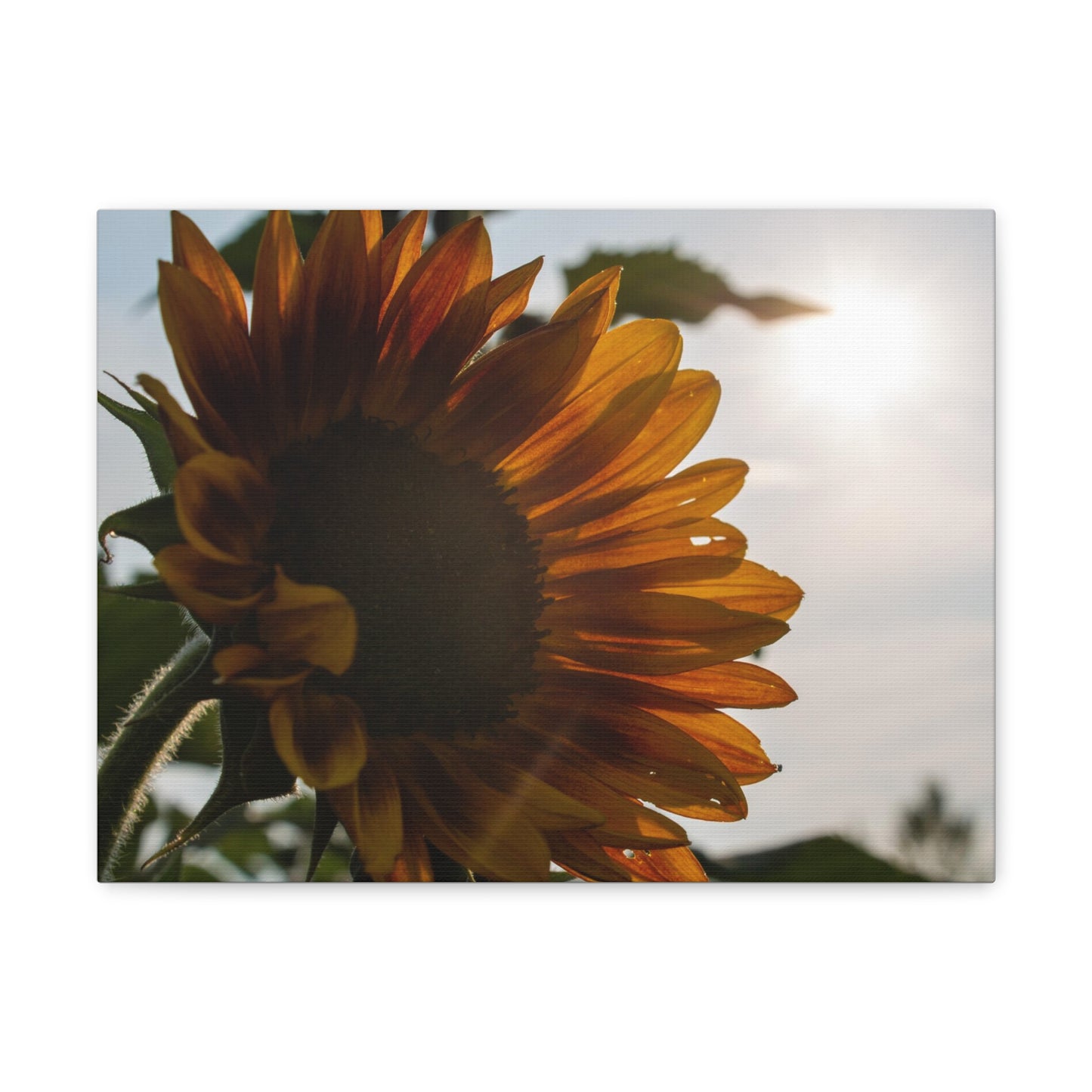 Orange Sunflower Canvas