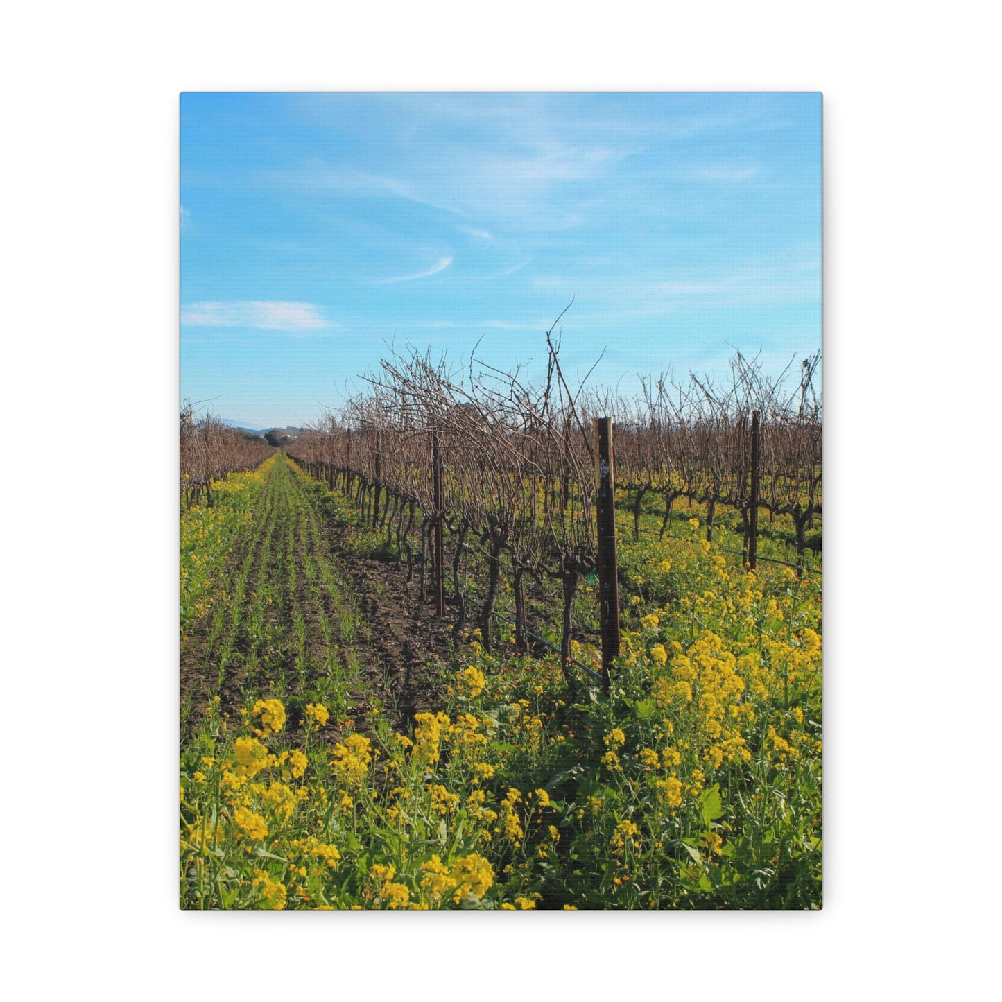 Mustard in the Vineyard Canvas