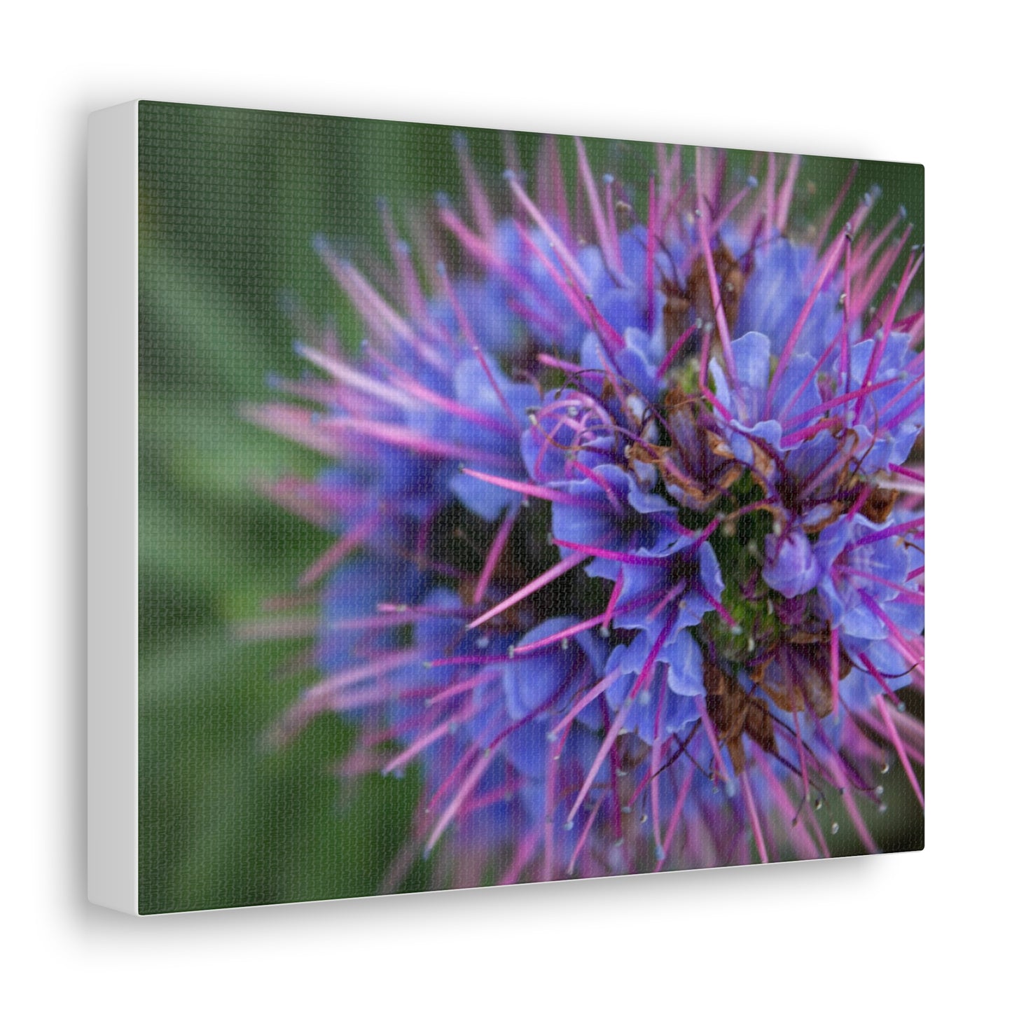 Purple Pride of Madeira Canvas