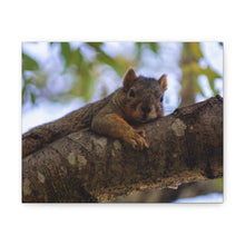 Load image into Gallery viewer, Squirrel Canvas
