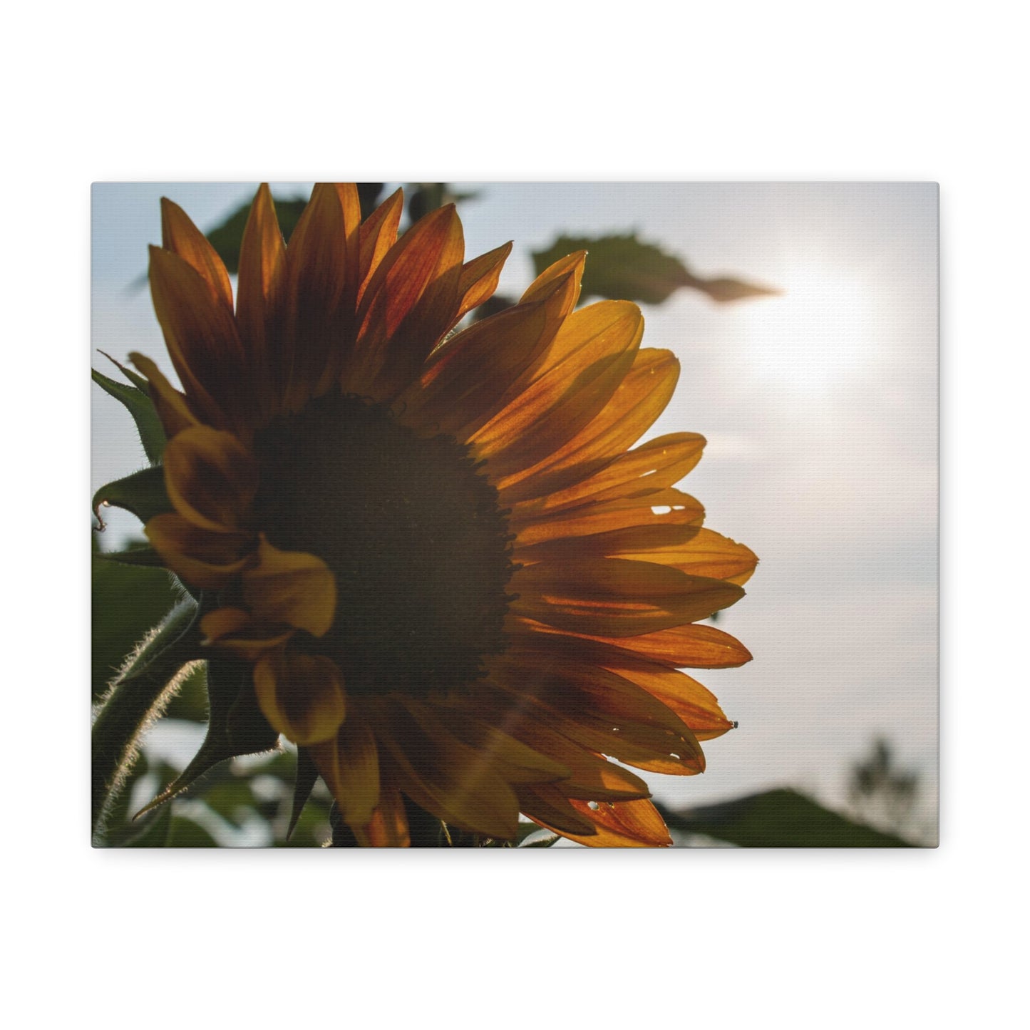 Orange Sunflower Canvas