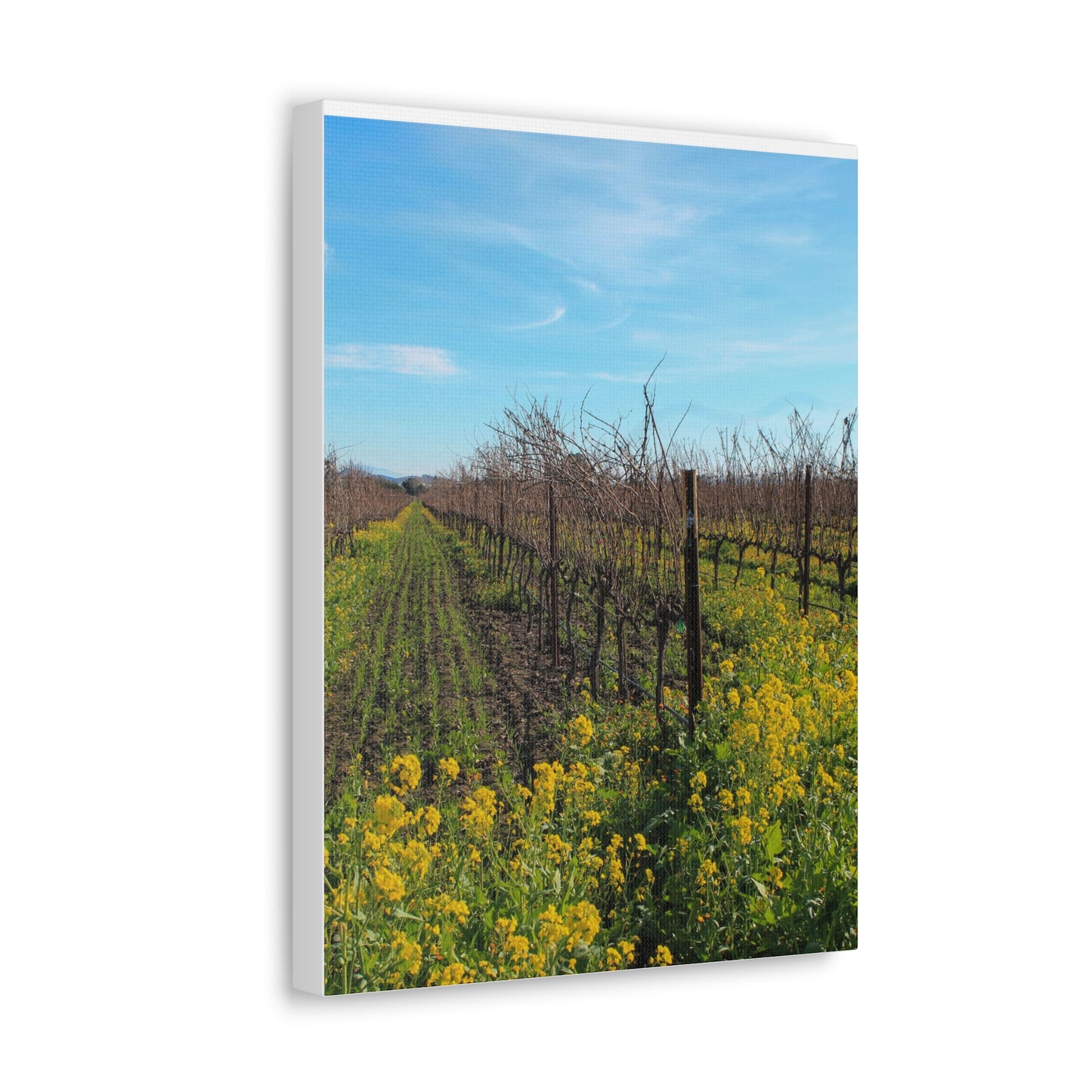 Mustard in the Vineyard Canvas